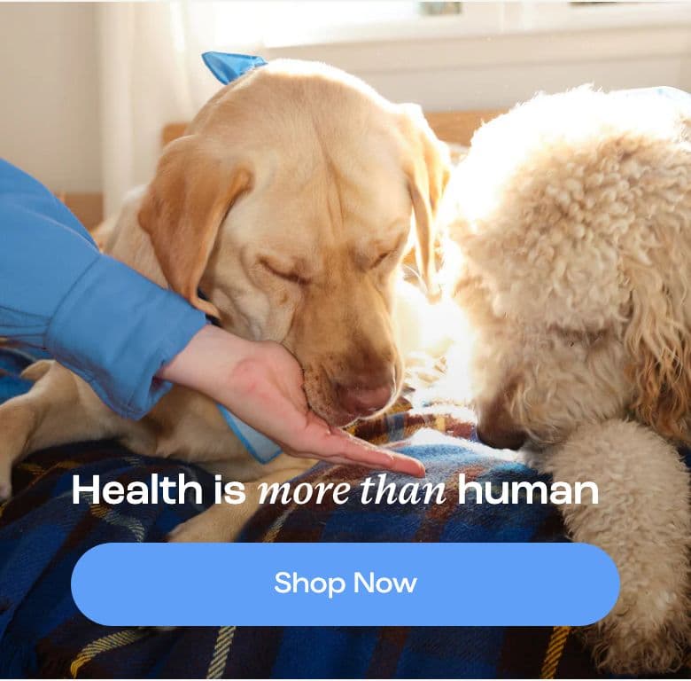 Hero section from Dog Is Human, a pet Shopify store — mobile screenshot